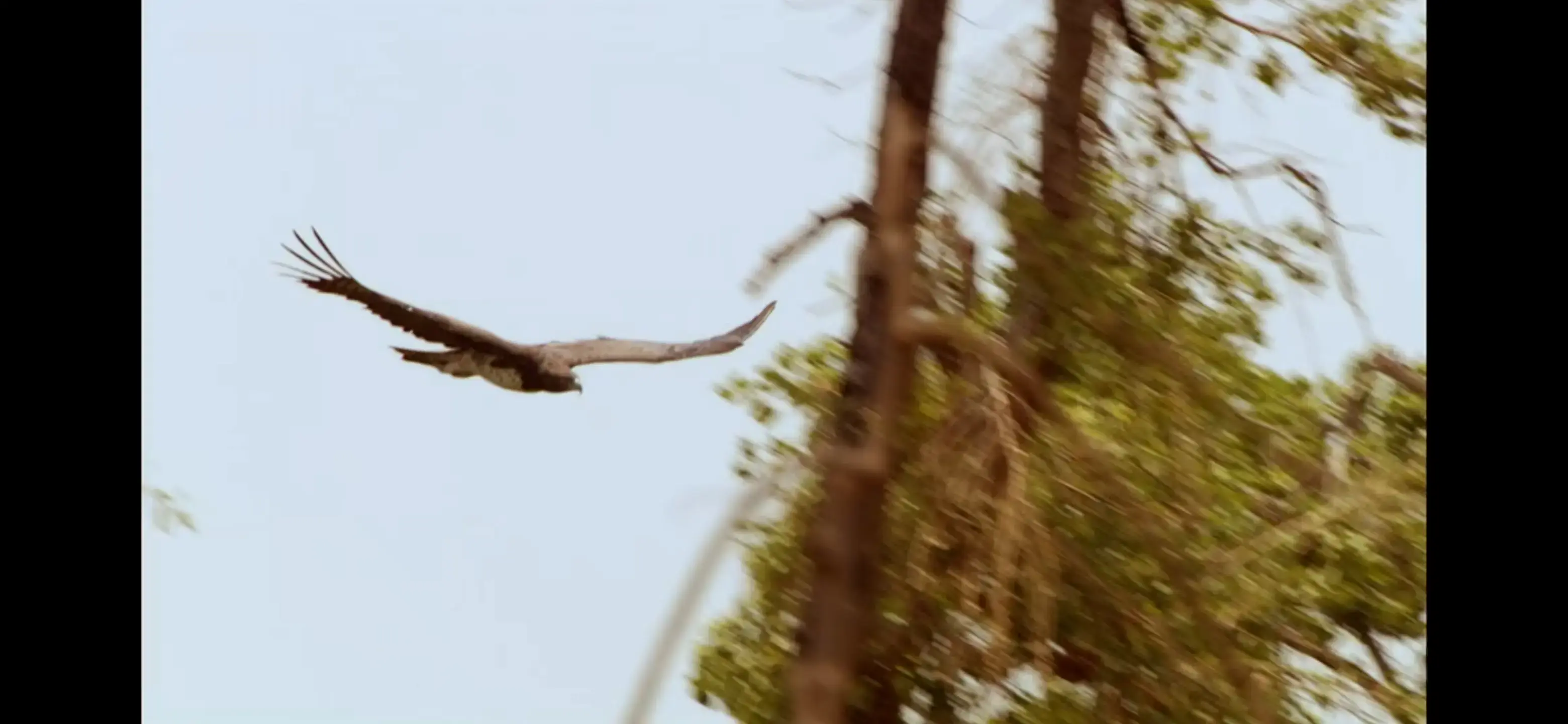 Martial eagle (Polemaetus bellicosus) as shown in Africa - Kalahari